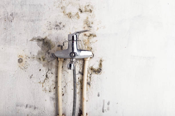 New Market, MD Mold Removal Pros