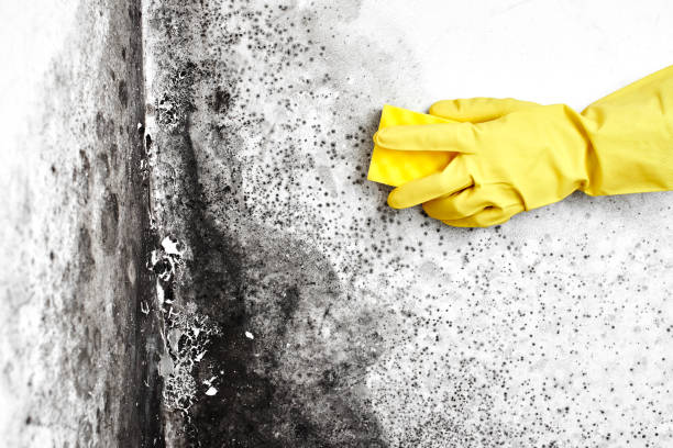 Best Mold Damage Repair  in New Market, MD