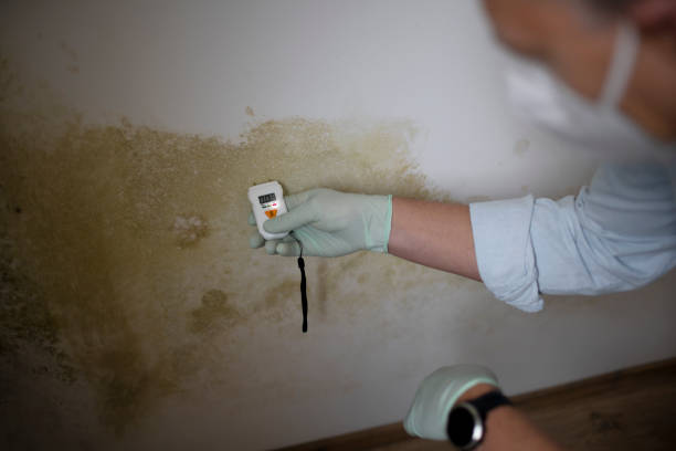 Best Fast Mold Removal  in New Market, MD
