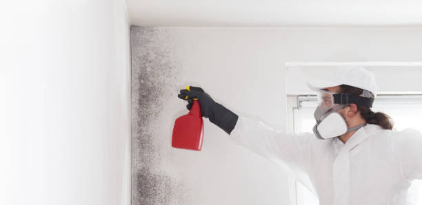 Best Office Mold Removal Services  in New Market, MD