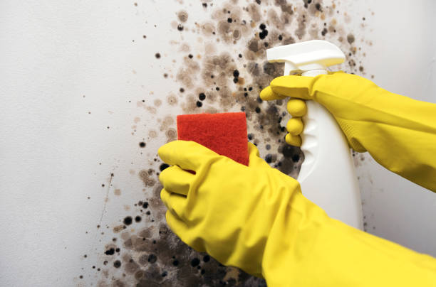 Best Mold Cleaning Services  in New Market, MD