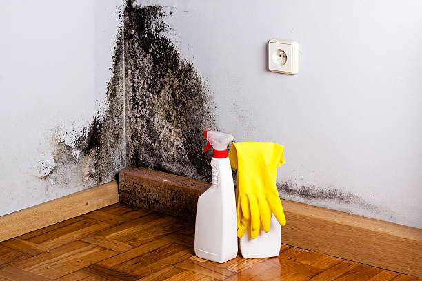 Best Mold Remediation  in New Market, MD