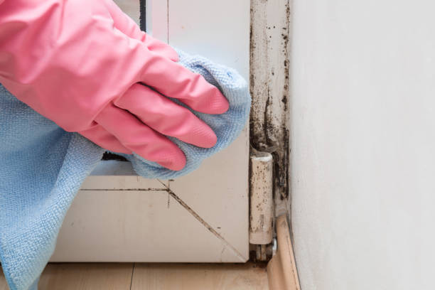 Best Same-Day Mold Removal  in New Market, MD