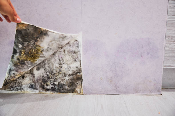 Best Best Mold Removal Companies  in New Market, MD